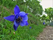 06 Aquilegia alpina (Aquilegia maggiore) sul sentiero 